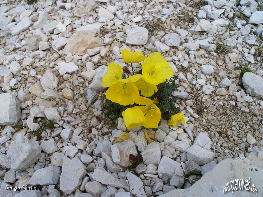 49 Fiori tra i sassi.JPG